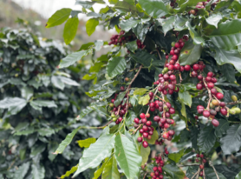 Green Coffee Beans Robusta Green Coffee Beans Screen 16 Red Honey Processing Single Origin in Vietnam 3