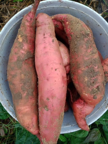 Sweet Potato Fresh Good choice raw ingredients using for many purposes TCVN packing in carton Vietnam Manufacturer 7