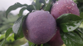 fresh plums delicious Hot selling delicious fruit using for many purposes TCVN packing in carton Asian Manufacturer 6