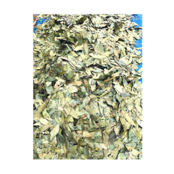 100% Pure Organic Cinnamon Leaf Quality Assurance Natural Green Raw Dried Cinnamon Leaf For Barbecue Wholesale Price