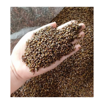 Fast Delivery Cassia Tora Seed Hot Selling Odm Service International Standard Seed Pod Natural Organic Vietnam Manufacturer 3
