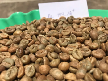 Vietnam Robusta Coffee Grade 1 Raw Coffee Beans Robusta Honey S16+ High Quality Natural Using For Making Food And Beverage 6