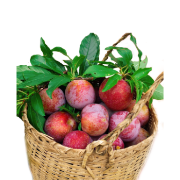 fresh plums delicious Hot selling delicious fruit using for many purposes TCVN packing in carton Asian Manufacturer 3