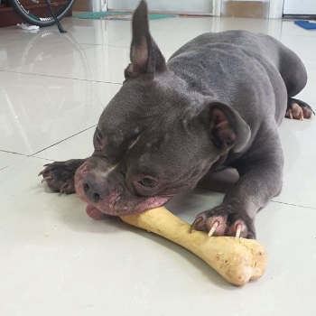 Pet Toy Coffee Wood Dog Chew Toy 4W Bone Best Choice Cheap Price Durable Customer'S Requirement From Vietnam Manufacturer 8