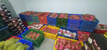 Tropical Fruit Passion Fruit For Export Us 100% Organic Good Price Wholesales Fresh Carton Box Vietnam Manufacturer 5