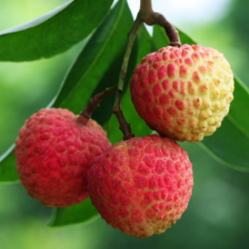 Fresh Lychee Fresh All Size Raw Crunchy Sweet Ingredients Vinagreen In Carton/ Mesh Vietnam Manufacturer 3