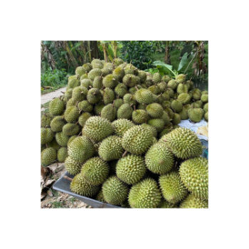 The New Fresh Durian Monthong Eat Directly Sweet And Fatty Taste Organic Packed In Box From Vietnam Manufacturer