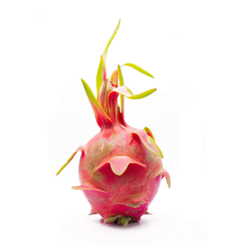 Good Price Dragon Fruit Red Flesh Flavorful Dragon Fruit Wholesaler To Export With Sacks Made in Vietnam Manufacturer 3