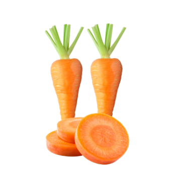 Fresh Carrots Fresh Good Choice   Tasty Food Vinagreen Customized Packing From Vietnam Bulk Low Calories 5