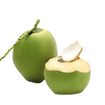 Fresh Green Coconut Wholesale Price 2023 Hot Selling! High Export Standard for Drinking and Cooking Viet Nam Tropical Fruit