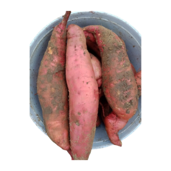 Sweet Potato High Specification new crop using for many purposes TCVN packing in carton Made in Vietnam Manufacturer 2