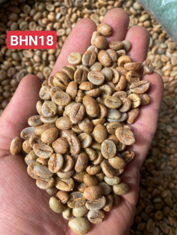 Black Honey Robusta Coffee Green Bean High Quality 100% Organic Drinkable ISO220002018 60 kg bag Vietnam Manufacturer 4
