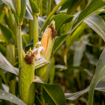 Seed Corn Maize For Human And Animal New Crop Yellow Feed Grade Consumption Yellow Corn Cheap Price For Poultry Feed Supplier 1