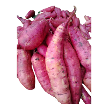 Sweet Potato High Specification new crop using for many purposes TCVN packing in carton Made in Vietnam Manufacturer 3