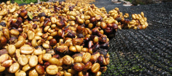 Black Honey Robusta Coffee Green Bean Top Grade 100% Organic Drinkable ISO220002018 60 kg bag Vietnam Manufacturer 1