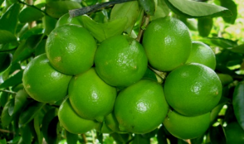 Special Item Fresh Seedless Lime 100% Natural Organic Good For Health Packed In Box Made In Vietnam Manufacturer 7