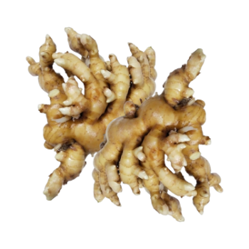 Ginger High Specification Organic Using For many purposes TCVN packing in carton from Vietnamese Manufacturer 1