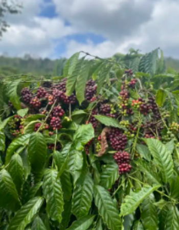 Roasted Arabica Dark Roast Coffee Beans High Quality S16 Wash Process Di Linh Highland Lam Dong Vietnam 1