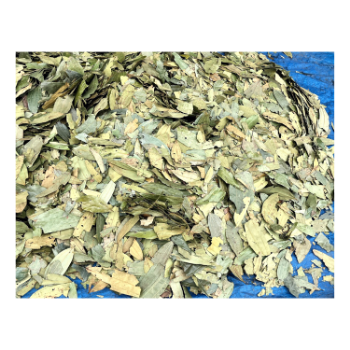 Cinnamon Leaf Quality Assurance Natural Green Raw Dried Cinnamon Leaf For Barbecue Wholesale Price 100% Pure Organic 5