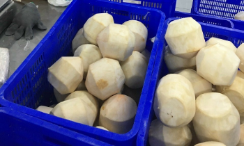 Wholesale Fresh Young Coconut for Drinking and Cooking Premium Quality from Viet Nam Manufacturer