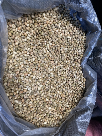 Culi Arabica Green Bean Coffee High Quality Organic Usable ISO220002018 60 kg/jute bag from Vietnam Manufacturer 4