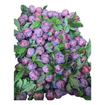 Bluish - Purple Plums High Quality new crop using for many purposes TCVN packing in carton Made in Vietnam Manufacturer 2