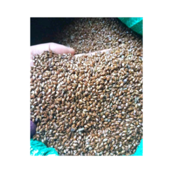 Hot Selling Cassia Tora Seed 100% Pure Cassia Tora Seed Organic Product 3