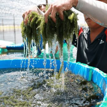 Salted Sea Grapes Green Food Dehydrated Seaweed Organic Umibudo Green Caviar 200 Grams GCAP VN Manufacturer - HIGH QUALITY 2