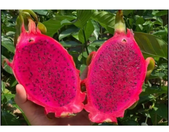 Vietnam Dragon Fruit Best Choice Delicious Making Food Bulksales Carton Box Plastic Wrap Vietnam Manufacturer 2