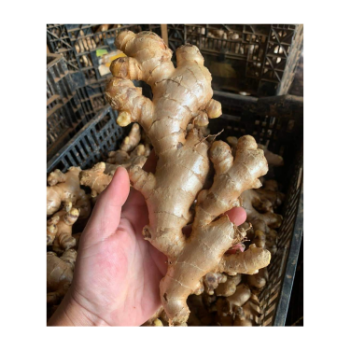 Good Price Premium Fresh Ginger From Vietnam Green Vina Fresh Ginger Organic Natural Vietnam Manufacturer
