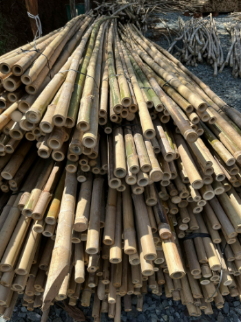 Dry Bamboo Poles Hot Sale Solid Moso Bamboo For Decor And Construction Bamboo Cane Packed In Bundles with Low Price 3