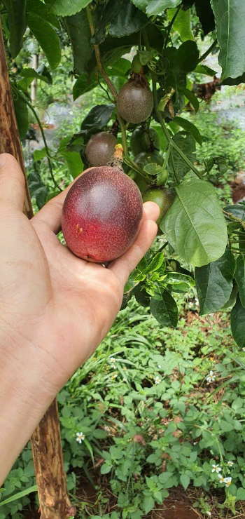 Whole Passion Fruit For Export Us Haccp Reasonable Price Wholesales Fresh Customized Packaging Made In Vietnam Manufacturer 7