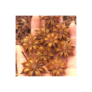 High Quality Autumn Dried Star Anise For Seasoning 100% Pure Star Anise High Quality Made In Vietnam Manufacturer 5