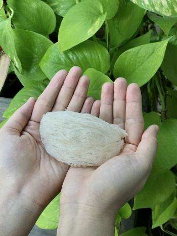 Original Form Premium Bird's Nest Price Good Quality Raw Gifts Certificate Of Food Safety Conditions Box 100gr from Vietnam