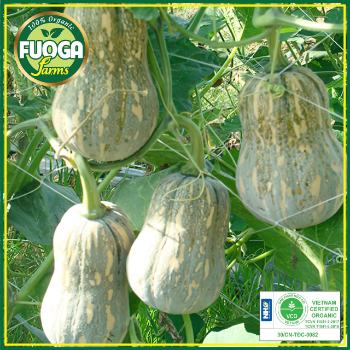 organic pumpkin fresh High Specification natural flavor using for food packing in carton made in Asian Manufacturer 7
