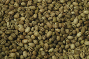 Culi Arabica Green Bean Coffee High Quality Organic Usable ISO220002018 60 kg/jute bag from Vietnam Manufacturer 1