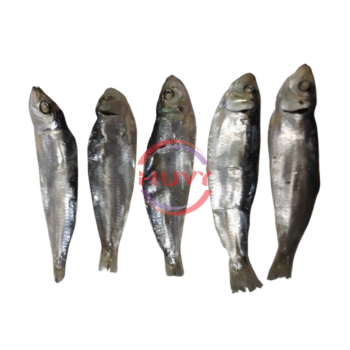 Fast Delivery Dry Herring Sea Food Wholesale Indian Mackerel Herring Fish Nature Factory Price OEM Service Made In Vietnam 4