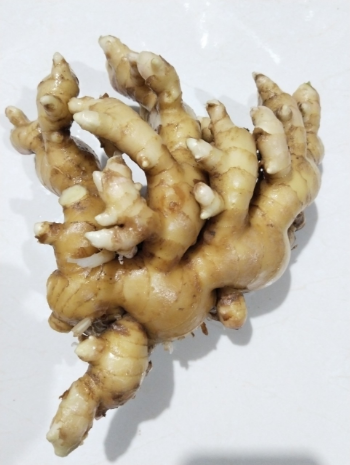 Ginger Export Top Sale New Crop Using For Many Purposes TCVN packing in carton from Vietnam Manufacturer 8