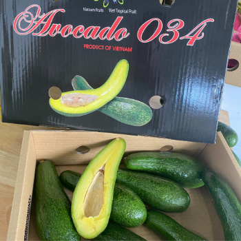 Fresh Avocados Professional Team Viettropical Fruit For Export Us Haccp Customized Packaging Made In Vietnam Manufacturer 3