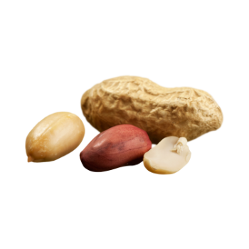 Peanuts Bean  Good Price Best Price   Very Good For Health Using For Food Vinagreen Customized Packing Vietnam 6