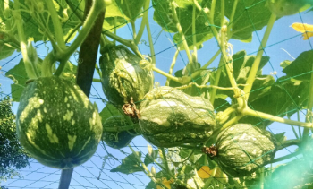 fresh pumpkins Good choice tropical vegetable using for food packing in carton made in Asian Manufacturer 5