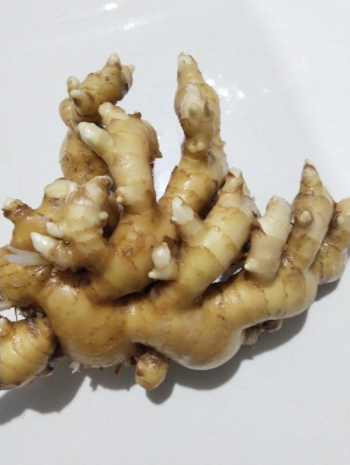 Ginger Tuber Good Price New Crop Using For Many purposes TCVN packing in carton from Asian Manufacturer 6