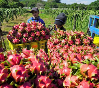 Fresh White Dragon Fruit Good Price Organic Using For Food Bulksales Carton Box Plastic Wrap From Vietnam Manufacturer 1