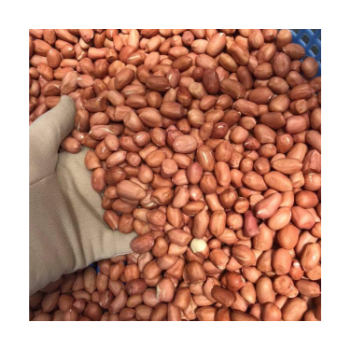 Good Quality Peanut Kernel 2024 Green Vina Ready To Use Oem Roasted Vietnam Manufacturer 5