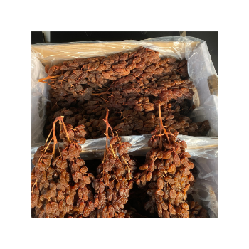 Premium Vitamin Drying Raisin OEM ODM Service Dried Grapes Manufacturer From Australian Raisin Raisin Grape Packaging In Vietnam