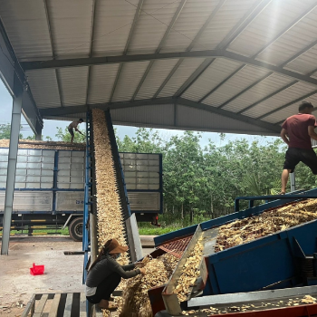 Factory Price 100% Natural Wood For Wholesale Acacia Wood Chips Biomass Fuel Packed In Jumbo Bag From Vietnam Manufacturer 3