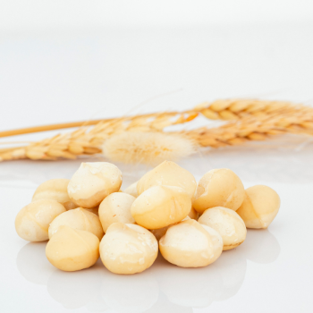 OEM Service In-Shell Macadamia Nuts Raw Organic High Quality ISO Certification From Viet Nam 2