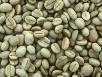 All Size Raw Coffee Green Beans Good Scent Drinks Iso Brc Haccp Halal Customized Packaging Vietnamese Manufacturer 3