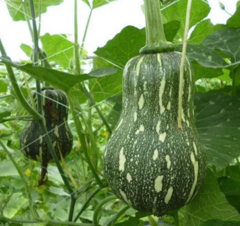 fresh pumpkins Good choice tropical vegetable using for food packing in carton made in Asian Manufacturer 4