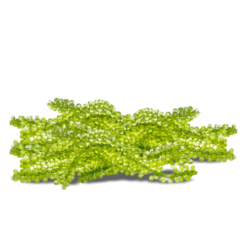 Dehydrated Sea Grapes Natural Fast Delivery 25Gr/Pack Mitasu Jsc Customized Packaging Vietnam Manufacturer 3